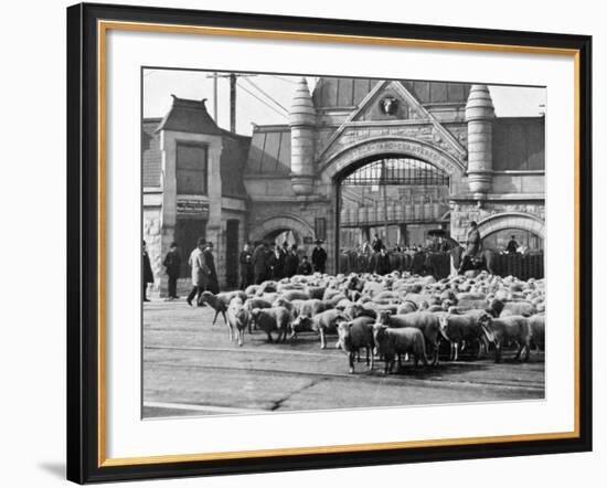 Sheep Arriving at the Chicago Stockyards to Be Converted into Legs of Mutton and Lamb Chops-null-Framed Photographic Print