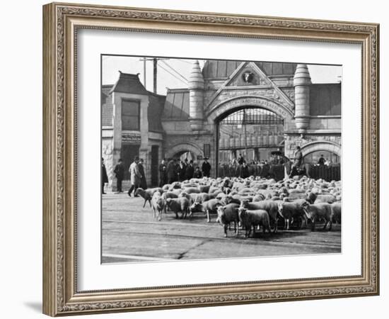 Sheep Arriving at the Chicago Stockyards to Be Converted into Legs of Mutton and Lamb Chops-null-Framed Photographic Print