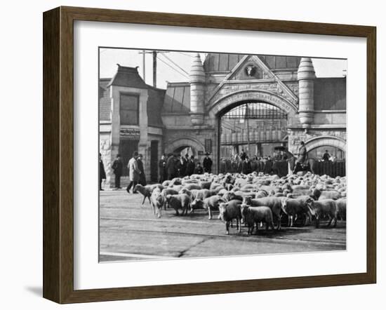 Sheep Arriving at the Chicago Stockyards to Be Converted into Legs of Mutton and Lamb Chops-null-Framed Photographic Print