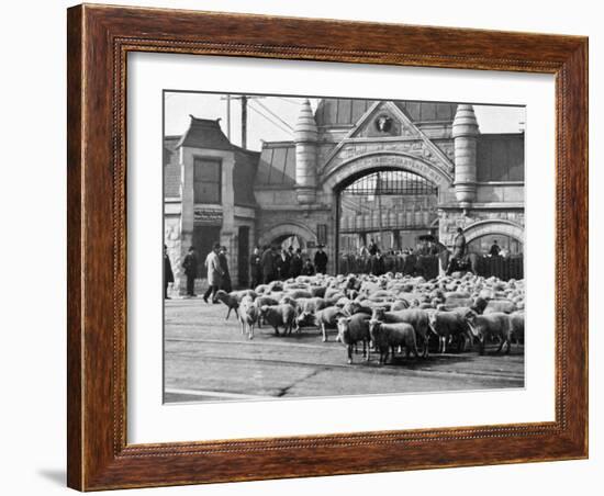 Sheep Arriving at the Chicago Stockyards to Be Converted into Legs of Mutton and Lamb Chops-null-Framed Photographic Print