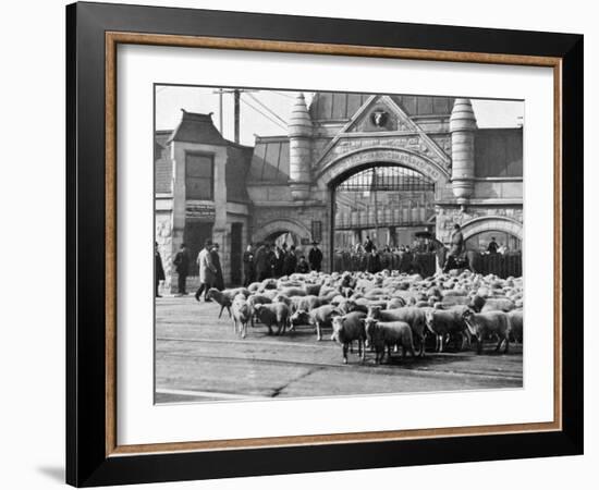 Sheep Arriving at the Chicago Stockyards to Be Converted into Legs of Mutton and Lamb Chops-null-Framed Photographic Print