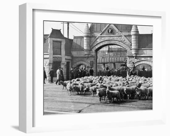 Sheep Arriving at the Chicago Stockyards to Be Converted into Legs of Mutton and Lamb Chops-null-Framed Photographic Print