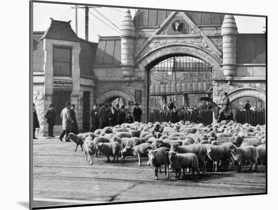 Sheep Arriving at the Chicago Stockyards to Be Converted into Legs of Mutton and Lamb Chops-null-Mounted Photographic Print