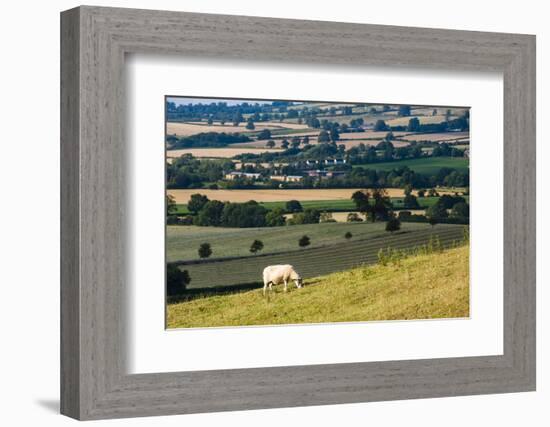 Sheep at Chipping Campden, the Cotswolds, Gloucestershire, England, United Kingdom, Europe-Matthew Williams-Ellis-Framed Photographic Print