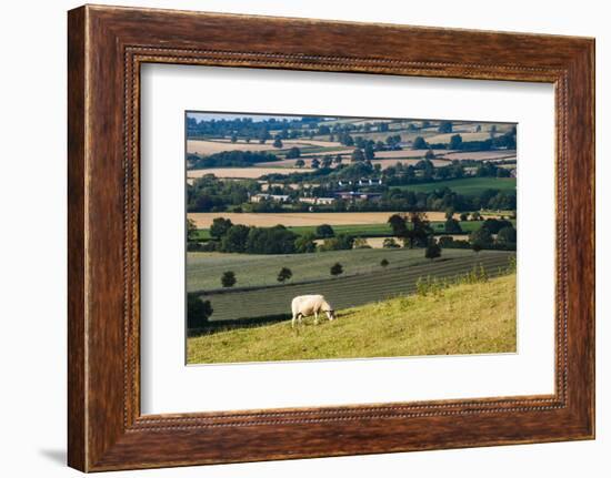 Sheep at Chipping Campden, the Cotswolds, Gloucestershire, England, United Kingdom, Europe-Matthew Williams-Ellis-Framed Photographic Print