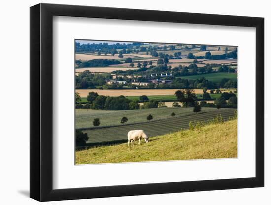 Sheep at Chipping Campden, the Cotswolds, Gloucestershire, England, United Kingdom, Europe-Matthew Williams-Ellis-Framed Photographic Print