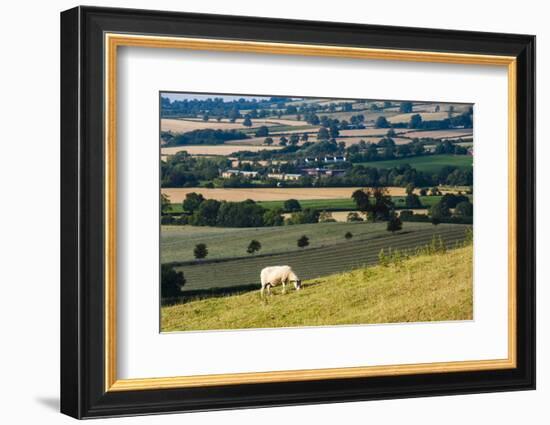 Sheep at Chipping Campden, the Cotswolds, Gloucestershire, England, United Kingdom, Europe-Matthew Williams-Ellis-Framed Photographic Print