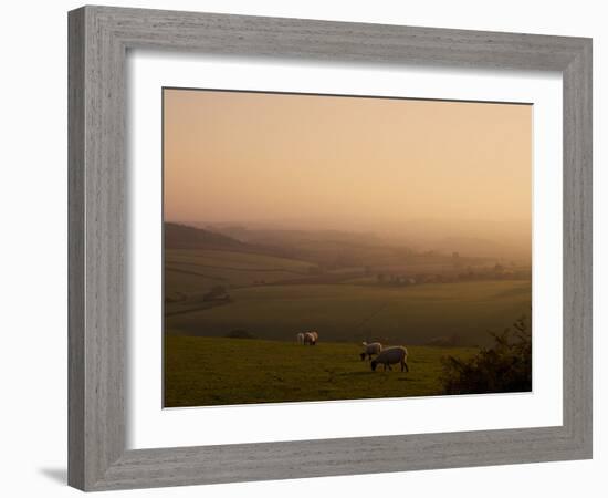 Sheep at Sunset, Near Sidmouth, Devon, England, United Kingdom, Europe-Jeremy Lightfoot-Framed Photographic Print