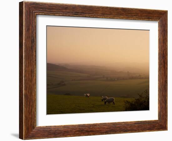 Sheep at Sunset, Near Sidmouth, Devon, England, United Kingdom, Europe-Jeremy Lightfoot-Framed Photographic Print