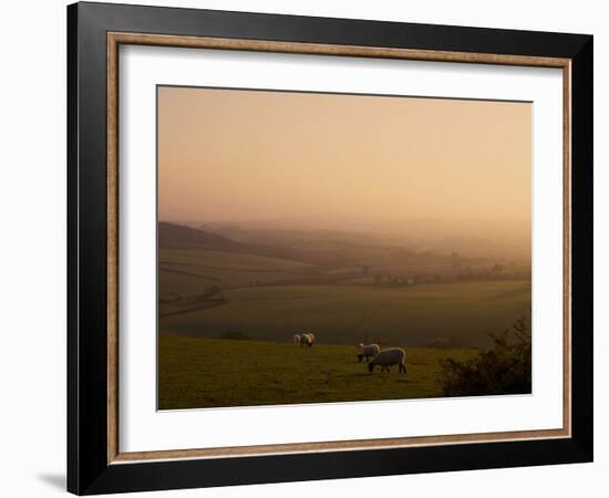 Sheep at Sunset, Near Sidmouth, Devon, England, United Kingdom, Europe-Jeremy Lightfoot-Framed Photographic Print