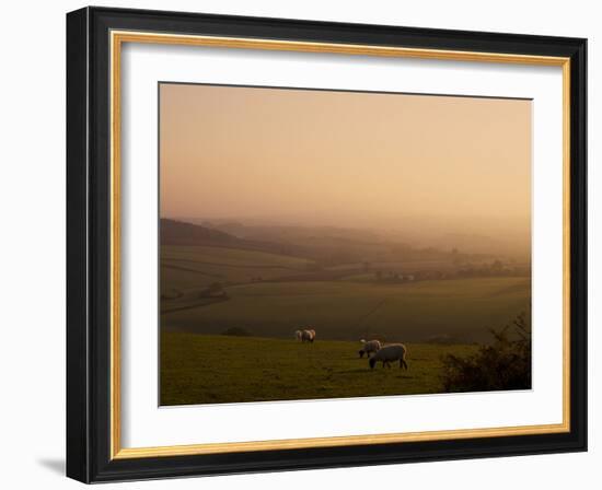 Sheep at Sunset, Near Sidmouth, Devon, England, United Kingdom, Europe-Jeremy Lightfoot-Framed Photographic Print