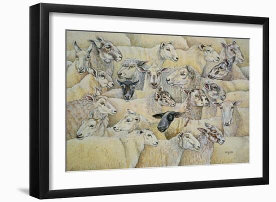 Sheep-Blanket-Ditz-Framed Giclee Print