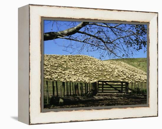 Sheep Brought in for Shearing, Tautane Station, North Island, New Zealand-Adrian Neville-Framed Premier Image Canvas