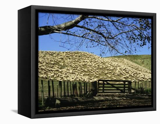 Sheep Brought in for Shearing, Tautane Station, North Island, New Zealand-Adrian Neville-Framed Premier Image Canvas