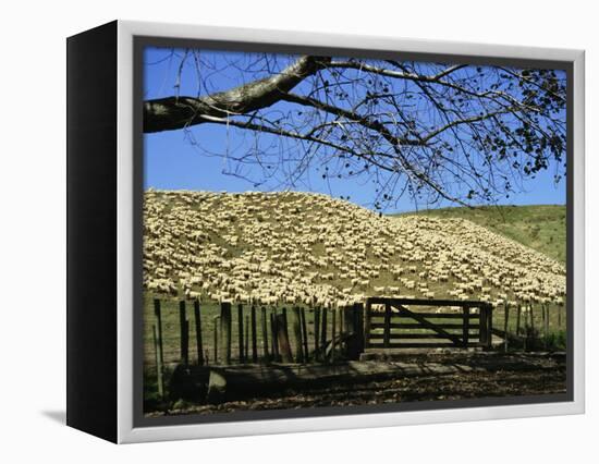 Sheep Brought in for Shearing, Tautane Station, North Island, New Zealand-Adrian Neville-Framed Premier Image Canvas