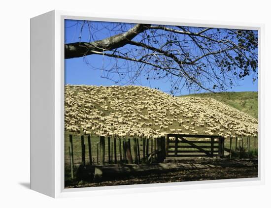 Sheep Brought in for Shearing, Tautane Station, North Island, New Zealand-Adrian Neville-Framed Premier Image Canvas