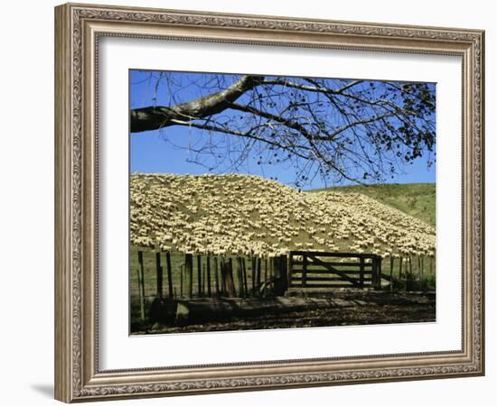 Sheep Brought in for Shearing, Tautane Station, North Island, New Zealand-Adrian Neville-Framed Photographic Print