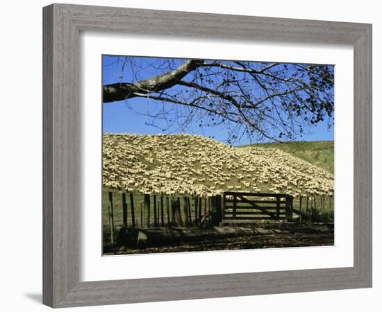 Sheep Brought in for Shearing, Tautane Station, North Island, New Zealand-Adrian Neville-Framed Photographic Print