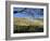 Sheep Brought in for Shearing, Tautane Station, North Island, New Zealand-Adrian Neville-Framed Photographic Print