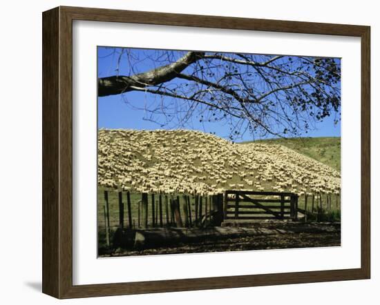 Sheep Brought in for Shearing, Tautane Station, North Island, New Zealand-Adrian Neville-Framed Photographic Print