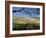 Sheep Brought in for Shearing, Tautane Station, North Island, New Zealand-Adrian Neville-Framed Photographic Print