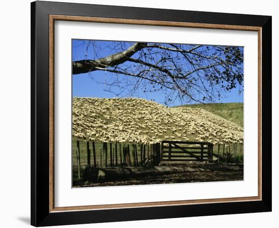 Sheep Brought in for Shearing, Tautane Station, North Island, New Zealand-Adrian Neville-Framed Photographic Print