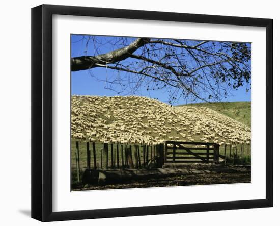 Sheep Brought in for Shearing, Tautane Station, North Island, New Zealand-Adrian Neville-Framed Photographic Print