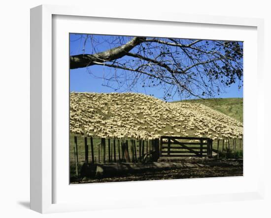 Sheep Brought in for Shearing, Tautane Station, North Island, New Zealand-Adrian Neville-Framed Photographic Print