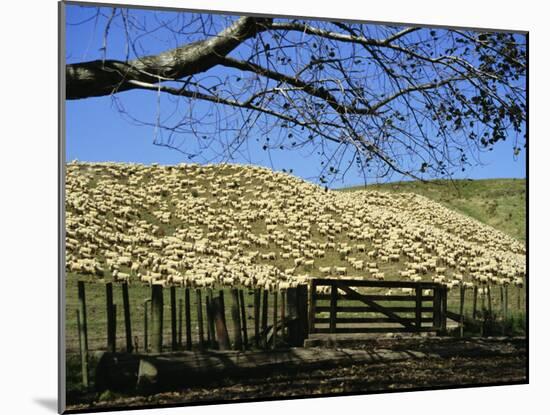 Sheep Brought in for Shearing, Tautane Station, North Island, New Zealand-Adrian Neville-Mounted Photographic Print