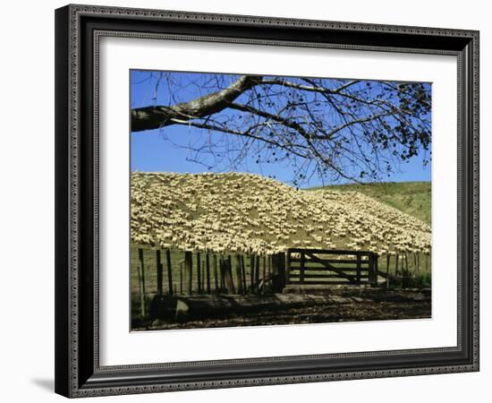 Sheep Brought in for Shearing, Tautane Station, North Island, New Zealand-Adrian Neville-Framed Photographic Print