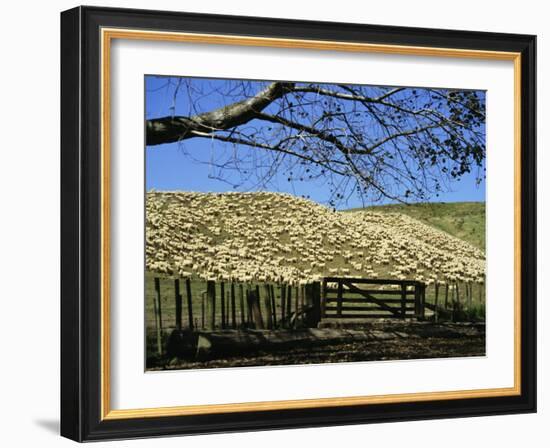 Sheep Brought in for Shearing, Tautane Station, North Island, New Zealand-Adrian Neville-Framed Photographic Print