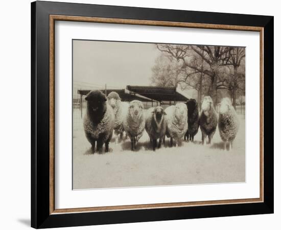 Sheep Committtee-Theo Westenberger-Framed Art Print