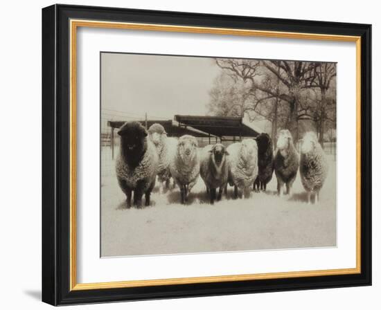 Sheep Committtee-Theo Westenberger-Framed Art Print