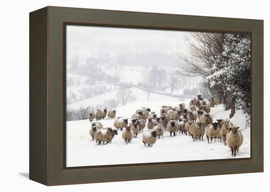 Sheep Crossbreds in Snow-null-Framed Premier Image Canvas