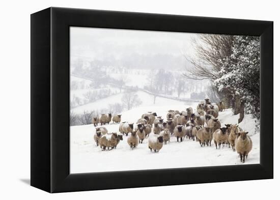 Sheep Crossbreds in Snow-null-Framed Premier Image Canvas