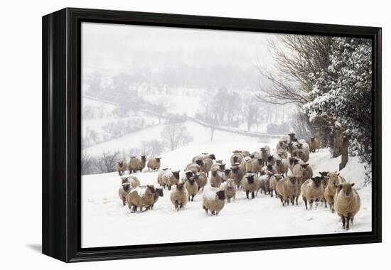 Sheep Crossbreds in Snow-null-Framed Premier Image Canvas