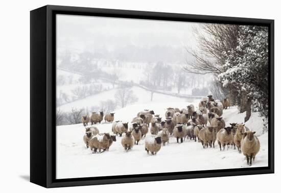 Sheep Crossbreds in Snow-null-Framed Premier Image Canvas