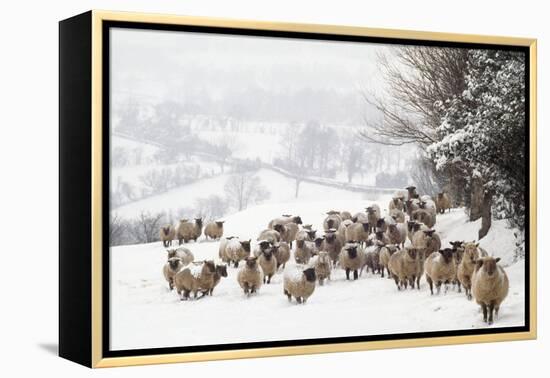 Sheep Crossbreds in Snow-null-Framed Premier Image Canvas