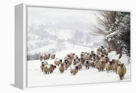 Sheep Crossbreds in Snow-null-Framed Premier Image Canvas