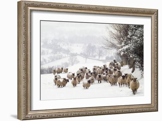 Sheep Crossbreds in Snow-null-Framed Photographic Print