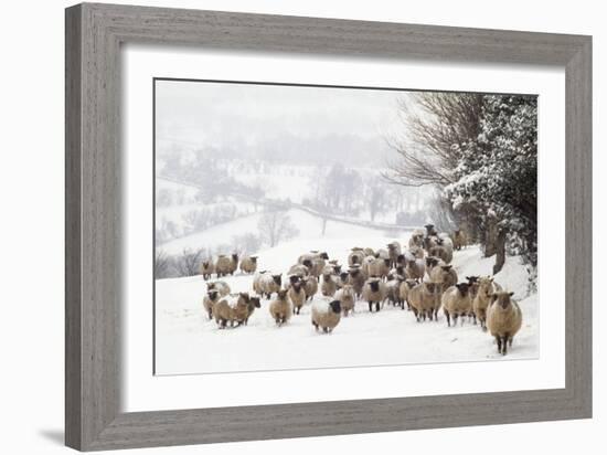 Sheep Crossbreds in Snow-null-Framed Photographic Print