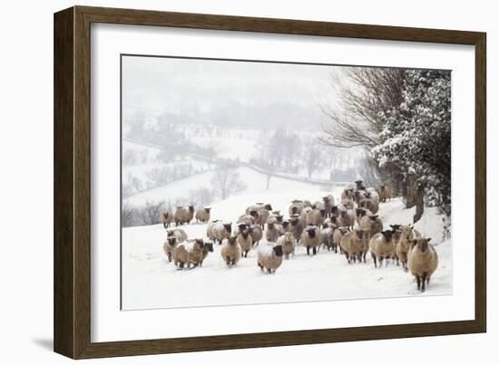 Sheep Crossbreds in Snow-null-Framed Photographic Print