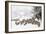 Sheep Crossbreds in Snow-null-Framed Photographic Print