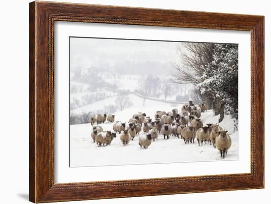 Sheep Crossbreds in Snow-null-Framed Photographic Print