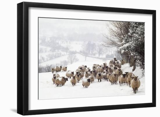 Sheep Crossbreds in Snow-null-Framed Photographic Print