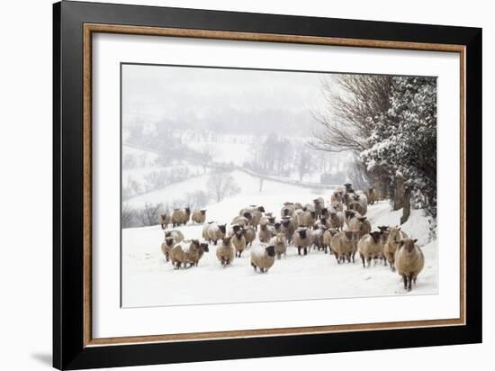 Sheep Crossbreds in Snow-null-Framed Photographic Print