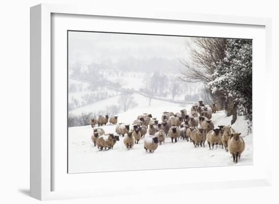 Sheep Crossbreds in Snow-null-Framed Photographic Print