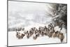 Sheep Crossbreds in Snow-null-Mounted Photographic Print