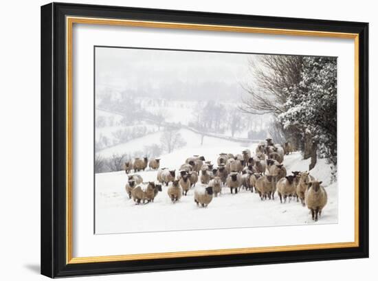 Sheep Crossbreds in Snow-null-Framed Photographic Print