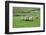 Sheep dog expertly guides sheep in rural County Mayo, Ireland.-Betty Sederquist-Framed Photographic Print